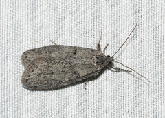 Semioscopis inornata