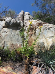 Diplacus clevelandii