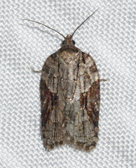 Acleris ptychogrammos
