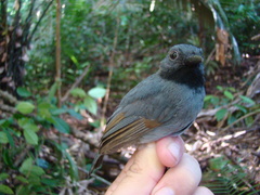 Thamnomanes saturninus