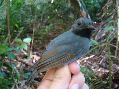 Thamnomanes saturninus