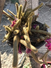 Aporocactus flagelliformis
