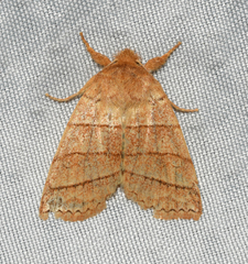 Pyreferra citrombra