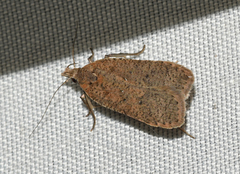 Dichomeris ventrellus