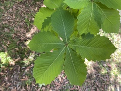 Quercus crispula