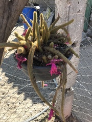 Aporocactus flagelliformis