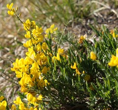 Cytisus pseudoprocumbens
