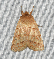 Pyreferra citrombra