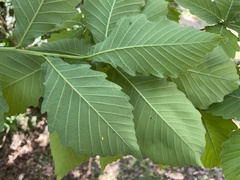 Quercus crispula