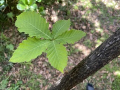 Quercus crispula
