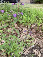 Penstemon tenuis
