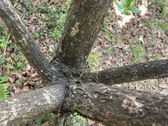 Quercus crispula