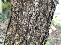 Quercus crispula