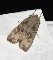 Lithophane disposita