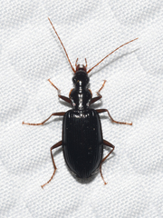 Platynus cincticollis