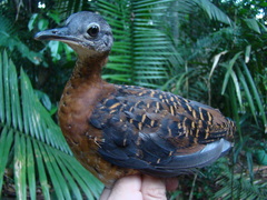 Crypturellus variegatus