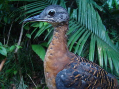 Crypturellus variegatus