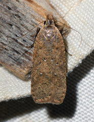 Dichomeris ventrellus