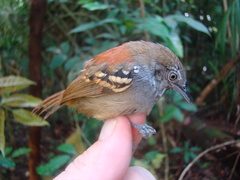 Epinecrophylla leucophthalma