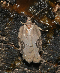 Acleris chalybeana