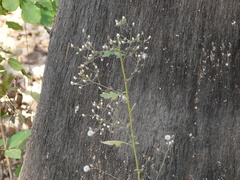Blumea paniculata