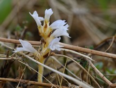 Phelipanche mutelii