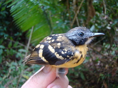 Hylophylax naevius