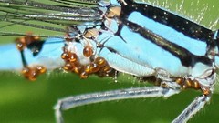 Arrenurus