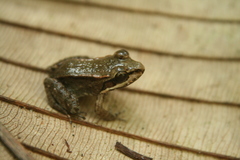 Leptodactylus riveroi