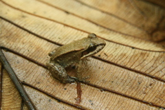 Leptodactylus riveroi