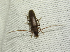 Sparedrus aspersus