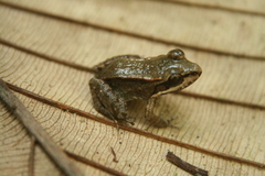 Leptodactylus riveroi