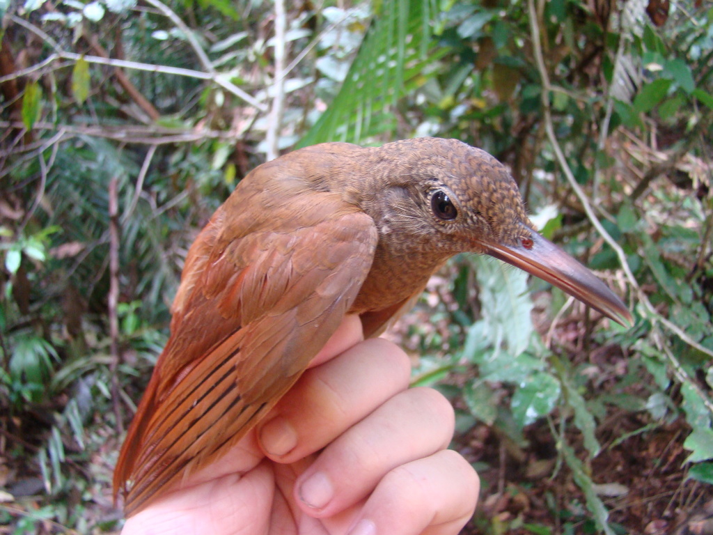 Hoffmanns's Woodcreeper (Dendrocolaptes hoffmannsi) photo