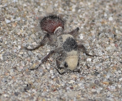 Dasymutilla sicheliana