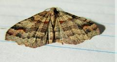 Austrocidaria parora