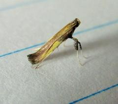 Caloptilia azaleella