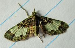 Chloroclystis sphragitis