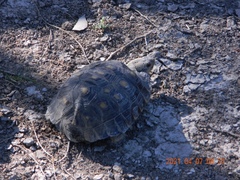 Gopherus berlandieri