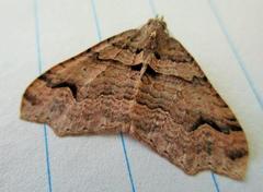 Austrocidaria parora