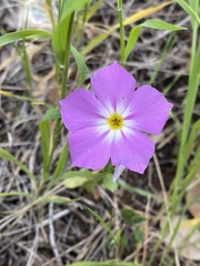 Phlox roemeriana