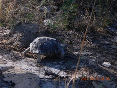 Gopherus berlandieri