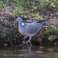 Columba palumbus