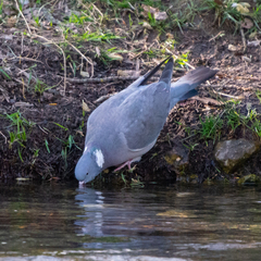 Columba palumbus