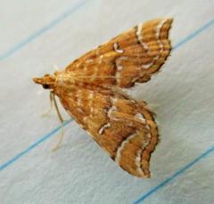 Musotima ochropteralis
