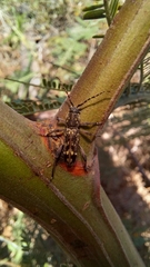 Chlorophorus capensis