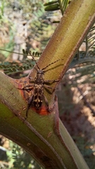 Chlorophorus capensis