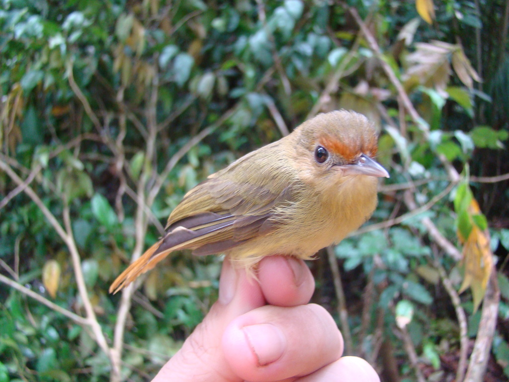 Para Greenlet (Tunchiornis rubrifrons) photo