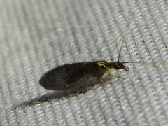 Sympherobius occidentalis