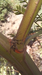 Chlorophorus capensis