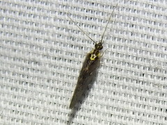 Sympherobius occidentalis